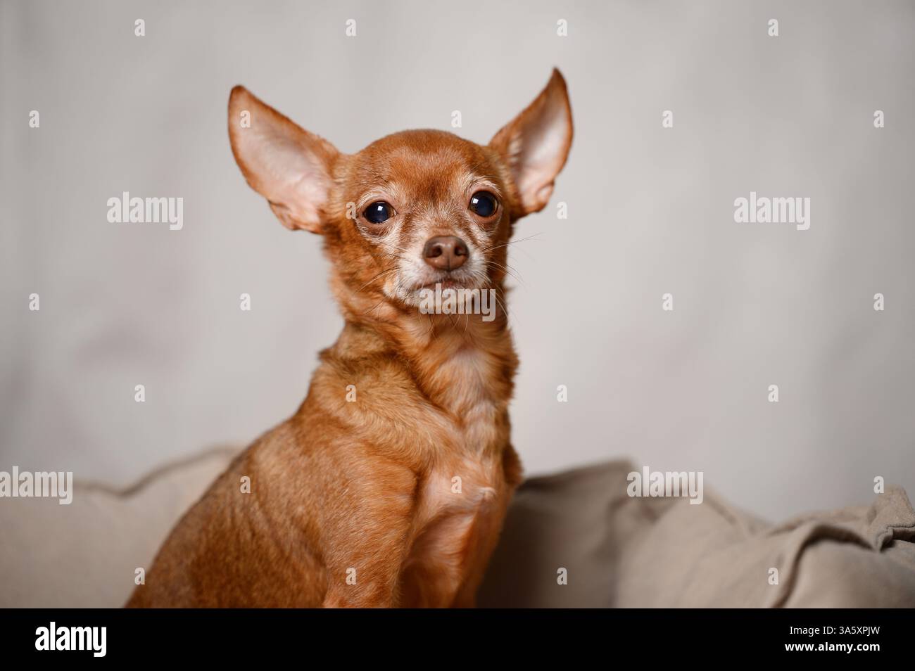 Un vecchio giocattolo terrier in miniatura si siede sul letto del cane a casa, tremando e dondolando, temendo nuove circostanze, sentendosi male. Concetto malato animale domestico, stress in d Foto Stock