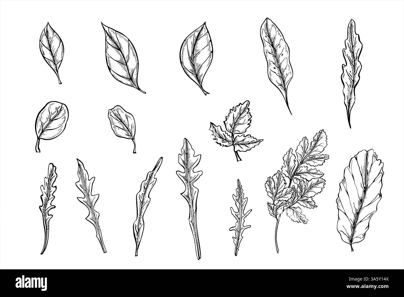 Immagine grafica a clip con foglie di insalata monocromatiche Vector dipinta con inchiostri neri. Basilico, insalata di lattuga, barbabietola, prezzemolo, erbe origano Illustrazione Vettoriale