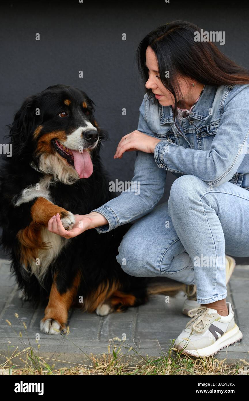 L'addestratore allena il cane da montagna bernese durante la passeggiata, l'animale dà la zampa al proprietario, sul marciapiede su sfondo nero. Il cane segue i comandi dell'istruttore professionista Foto Stock