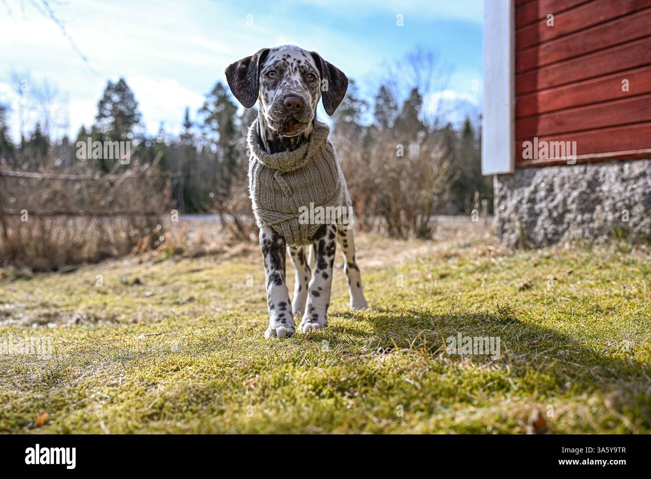 I cuccioli mangiano tutto. Foto Stock