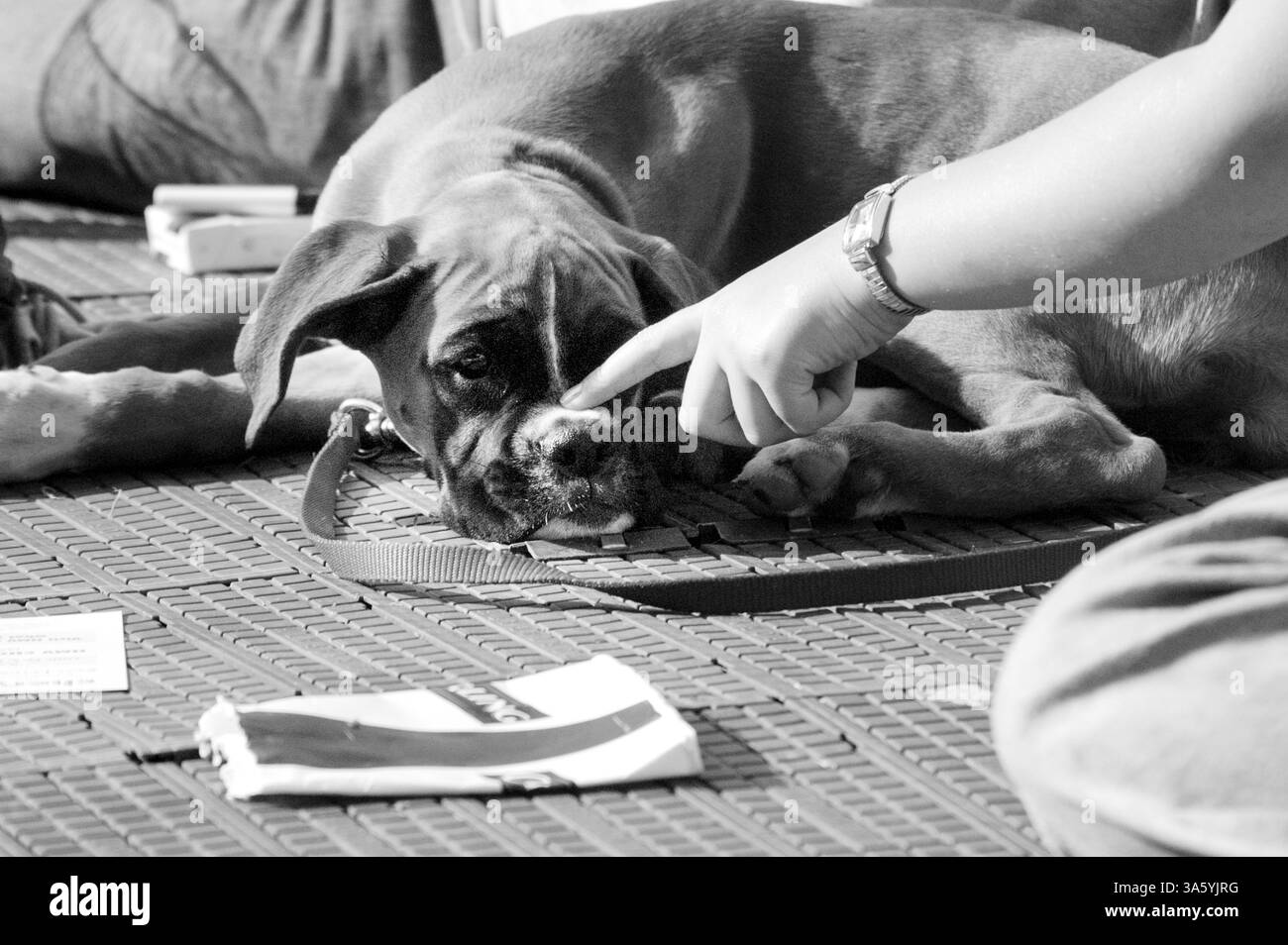 BAD DOG, DOG TOLD OFF, CARDIFF, 2002: Un cane viene detto fuori al Cardiff Festival, Galles, Regno Unito nell'agosto 2002 foto: Rob Watkins 2002 Foto Stock