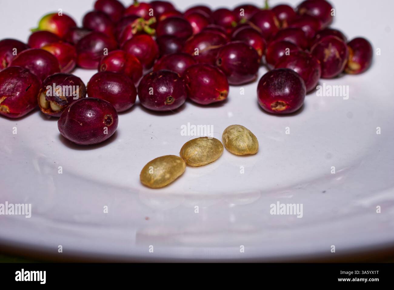 Ciliegie di caffè con quattro chicchi puliti ma non secchi e non tostati davanti, pn un piatto bianco, coltivato a Jinotega, Nicaragua Foto Stock