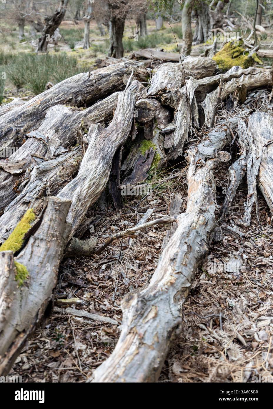Un mucchio di legno di alberi abbattuti giace su un terreno boschivo Foto Stock