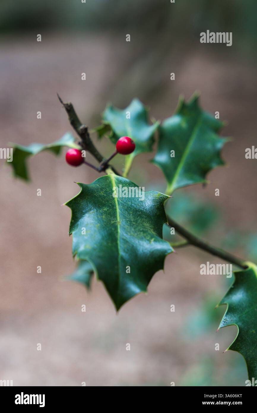Foglie di alberi e bacche di agrifoglio Foto Stock
