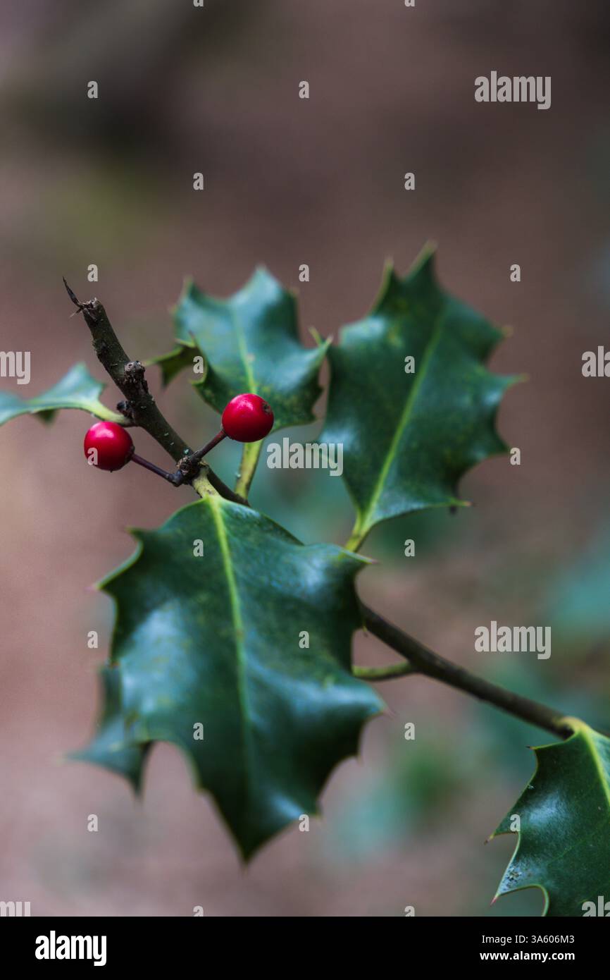 Foglie di alberi e bacche di agrifoglio Foto Stock