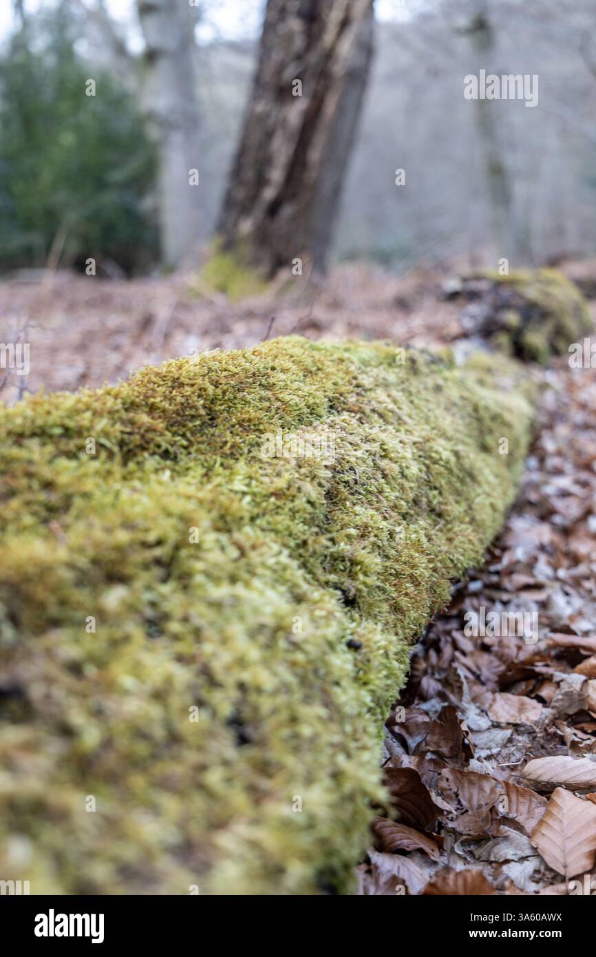 Muschio che cresce su alberi caduti morti in una foresta Foto Stock