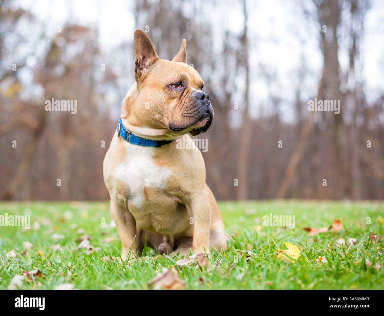 Un cane Bulldog francese di colore fawn di razza mista seduto all'aperto e guardando di lato Foto Stock
