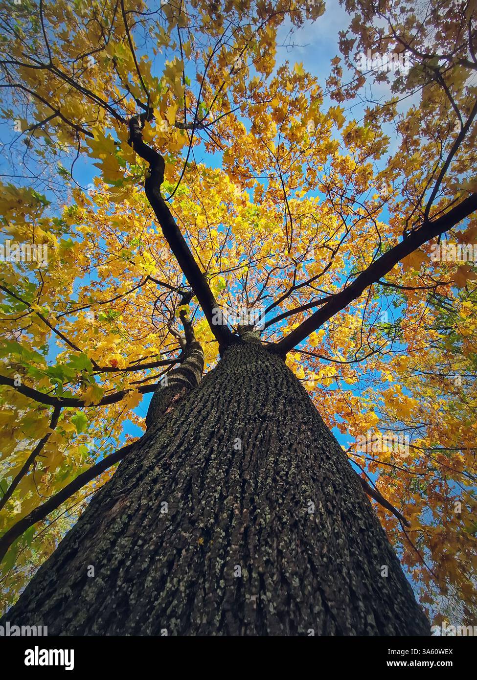 Vista sotto una corona di acero con splendide foglie gialle. Scenario stagionale autunnale - Immagine stock catturata con smartphone