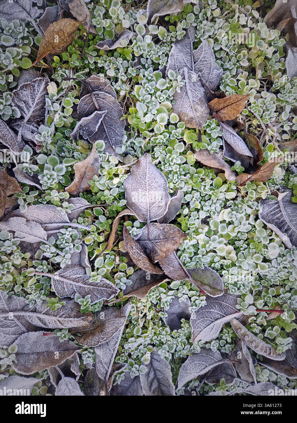 Terreno smerigliato ricoperto da un mix di foglie cadute e piante verdi. Il gelo conferisce al fogliame un aspetto gelido a contrasto. Il mix di stagioni come Foto Stock