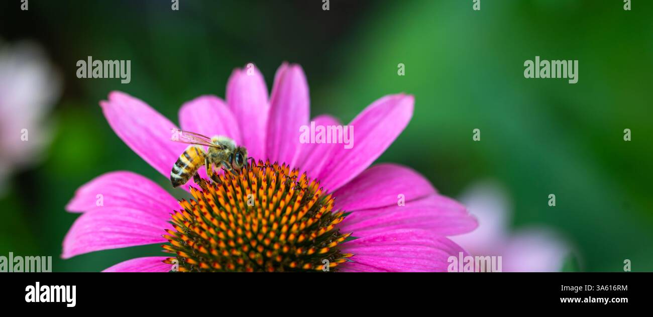 Vivace fiore viola, echinacea purpurea, retroilluminato nel tardo pomeriggio sole Foto Stock