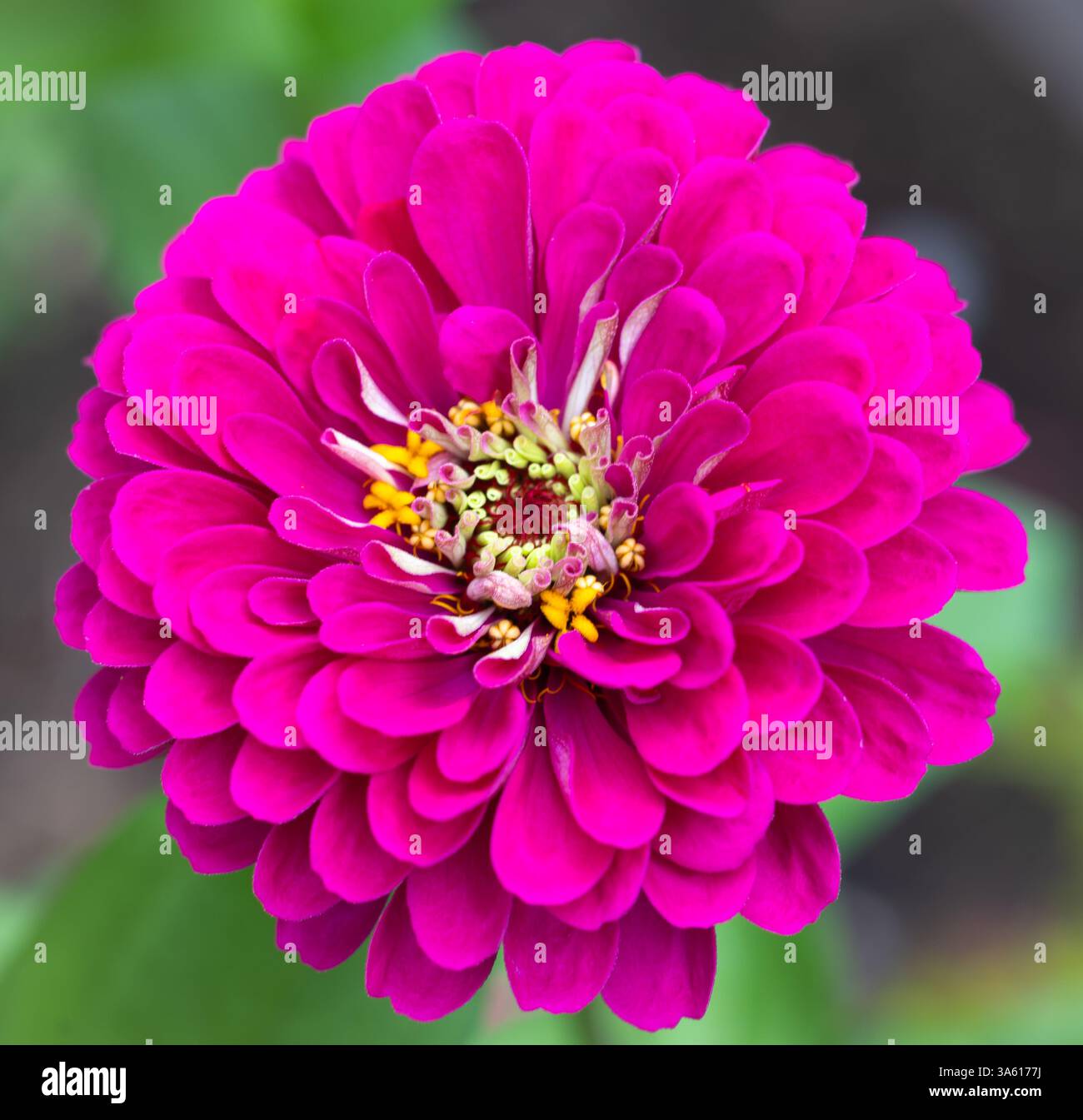 Macro di un singolo Giant Lilac Zinnia di Benary, su uno sfondo bokeh verde Foto Stock