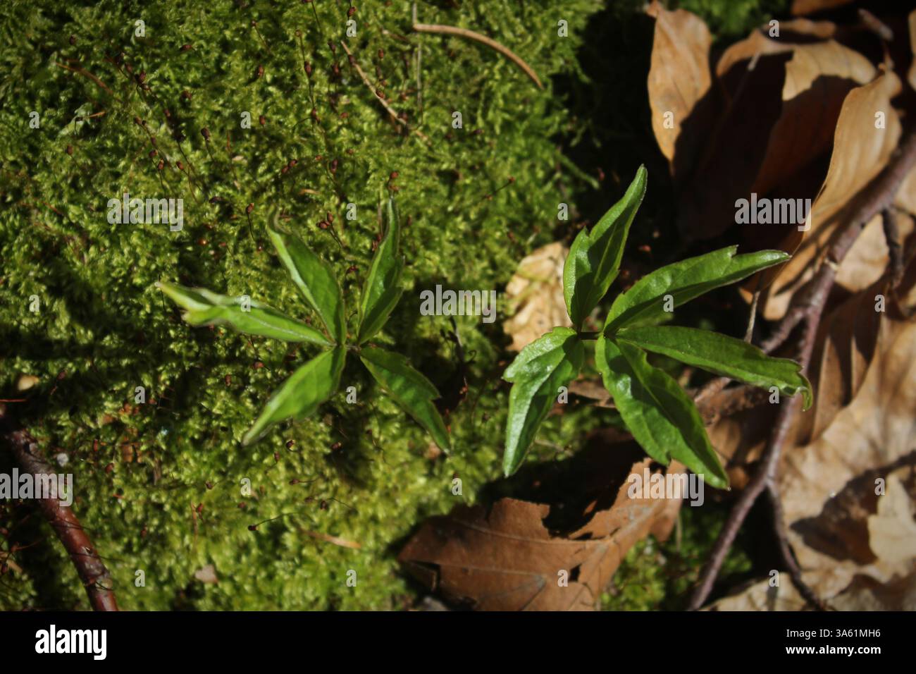 Piccola pianta che cresce sul muschio Foto Stock