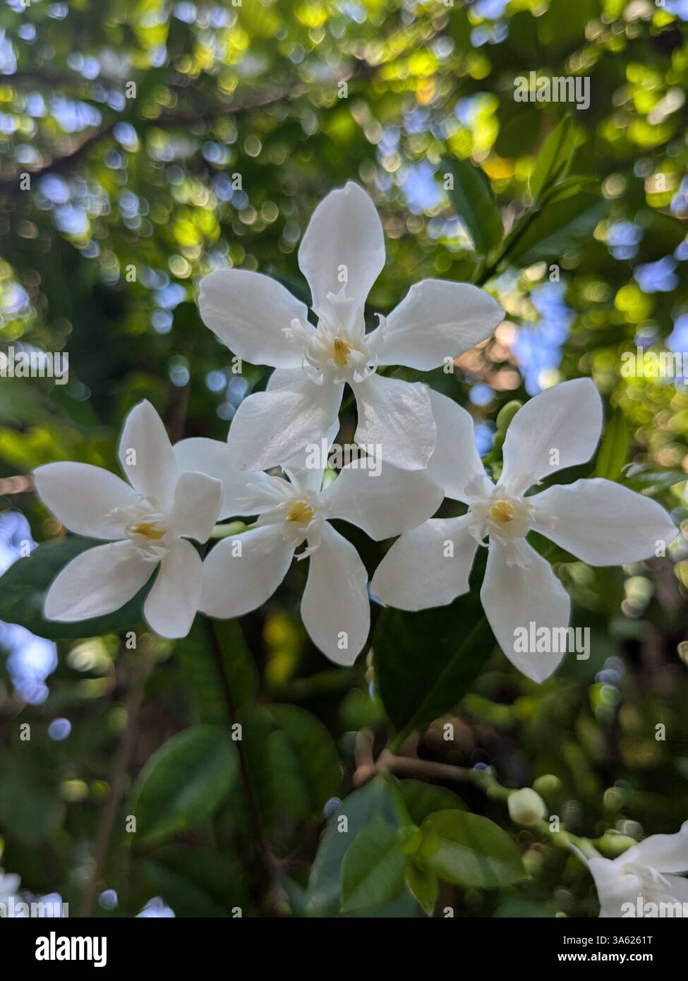 Fiori bianchi - Immagine stock catturata con smartphone