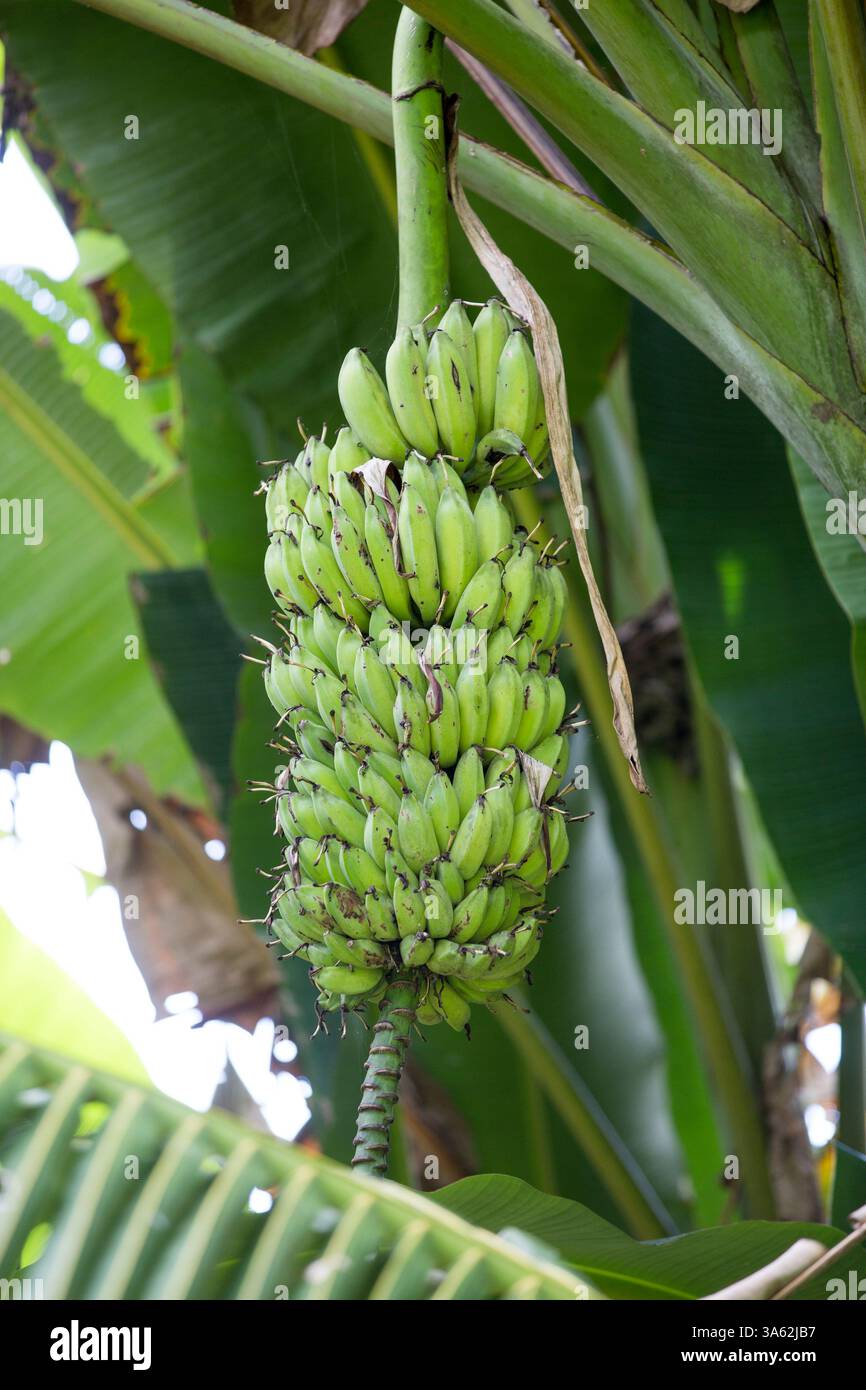 Banane verdi su un albero Foto Stock