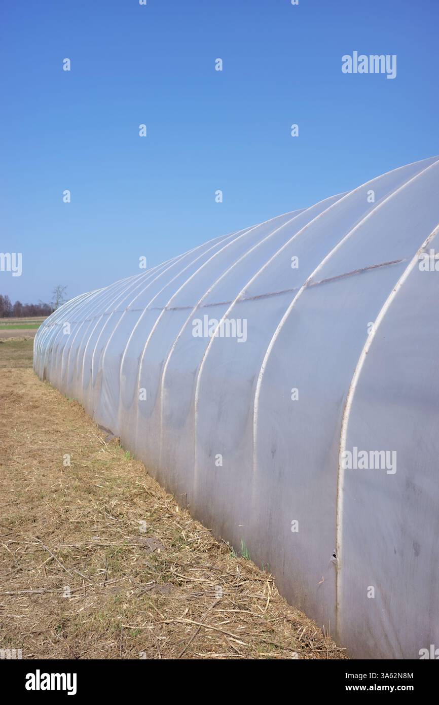 Polytunnel in un'azienda agricola biologica nelle giornate di sole. Foto Stock
