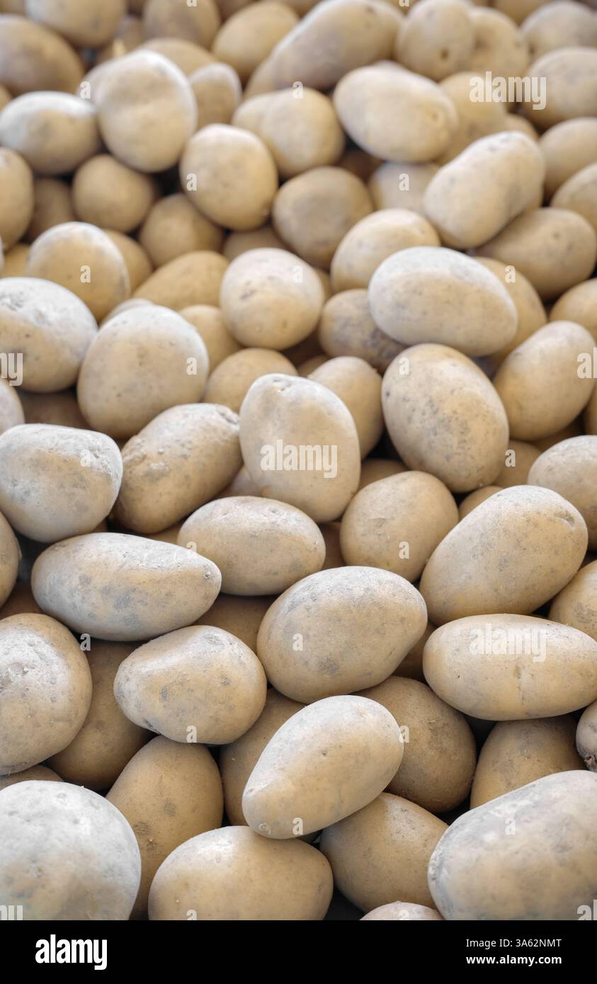 Foto di patate biologiche, messa a fuoco selettiva. Foto Stock