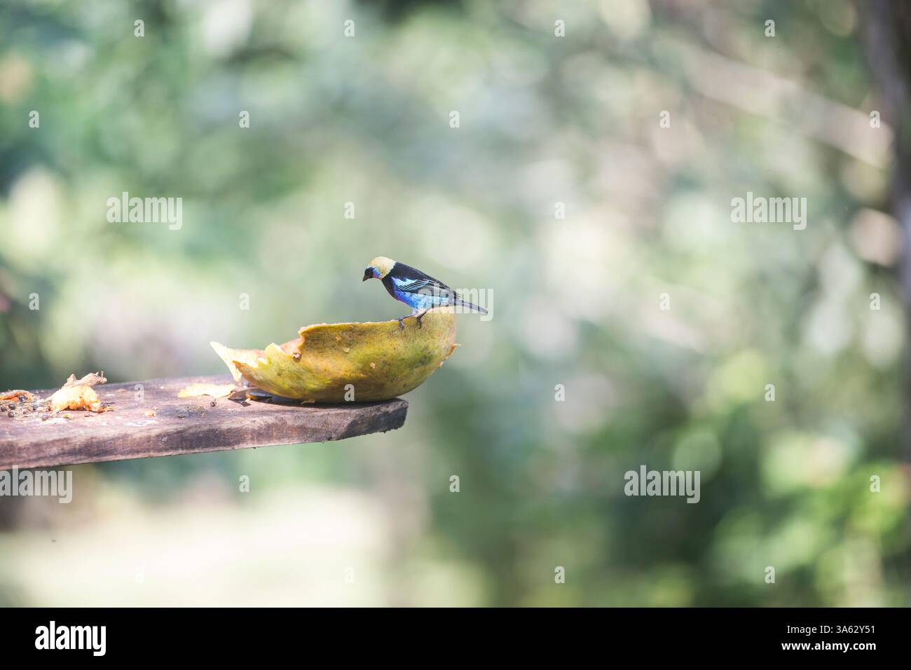 Un uccello tropicale che mangia. Foto Stock