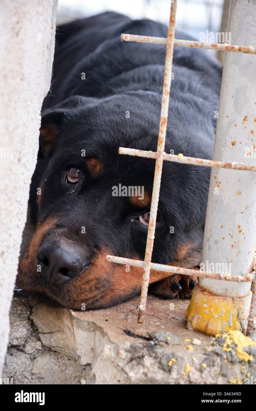 Un cane solitario siede dietro le sbarre di una gabbia di riparo, i suoi occhi implorano tranquillamente una seconda possibilità e una casa amorevole. Foto Stock