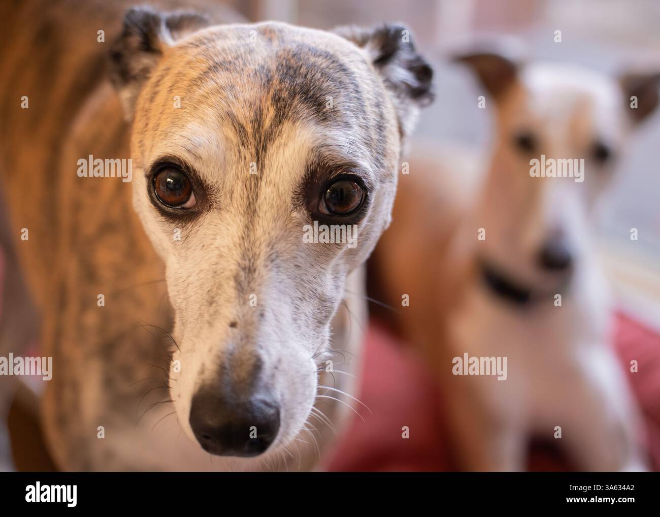 Occhi dei cuccioli - primo piano interno di un frullatore che guarda con animo fuori dall'inquadratura, guardato da un sibilo di allarme in background Foto Stock