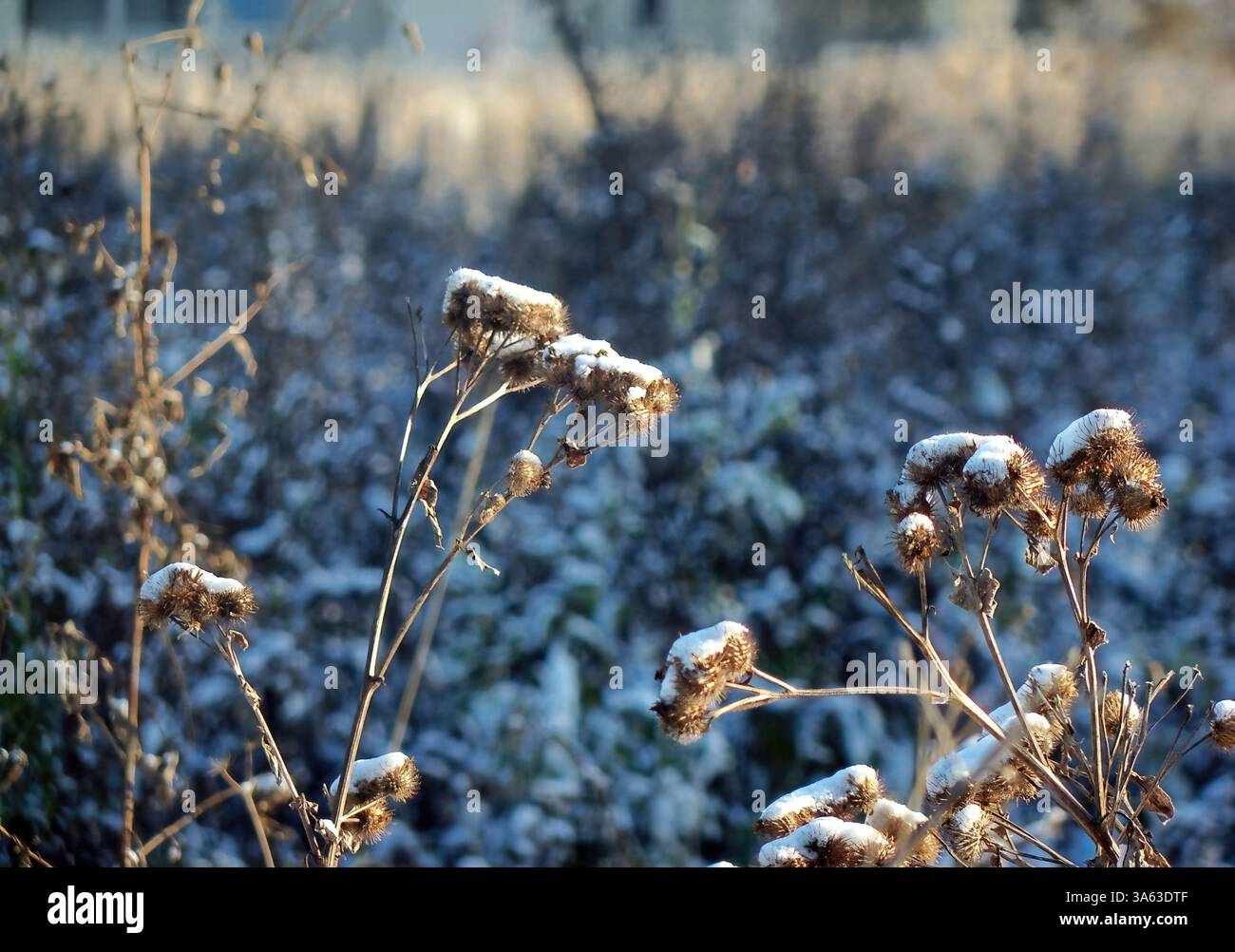 Erba secca del cardo ricoperta di neve, sfondo invernale della carta da parati Foto Stock