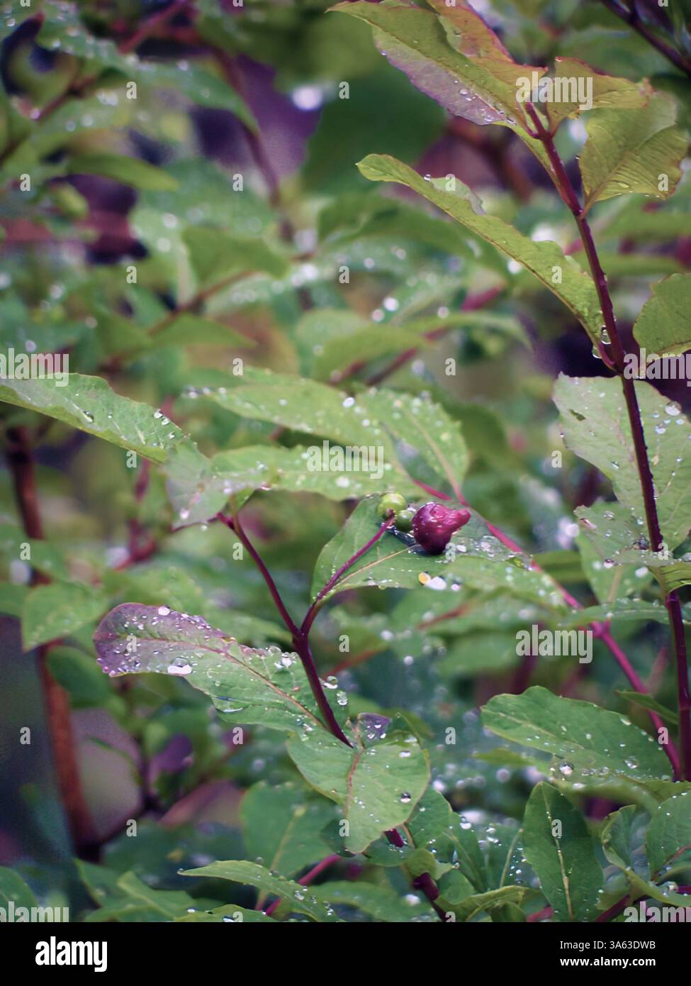 Rugiada, natura fresca dopo la pioggia, vegetazione, sfondo verticale Foto Stock