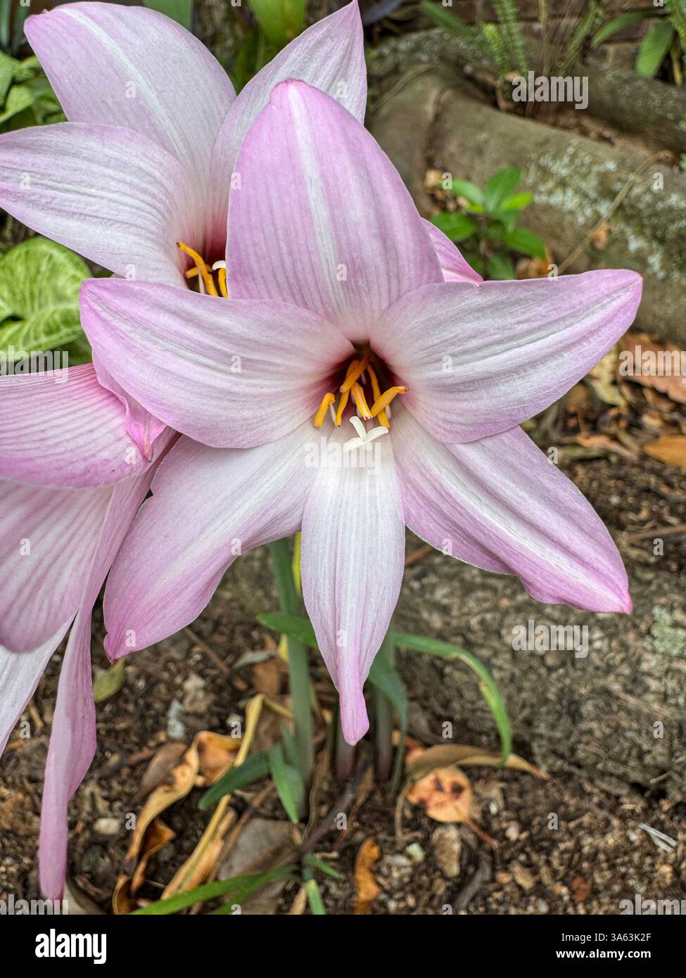 Splendidi fiori che crescono in un giardino a Lowveld, in Sud Africa - Immagine stock catturata con smartphone
