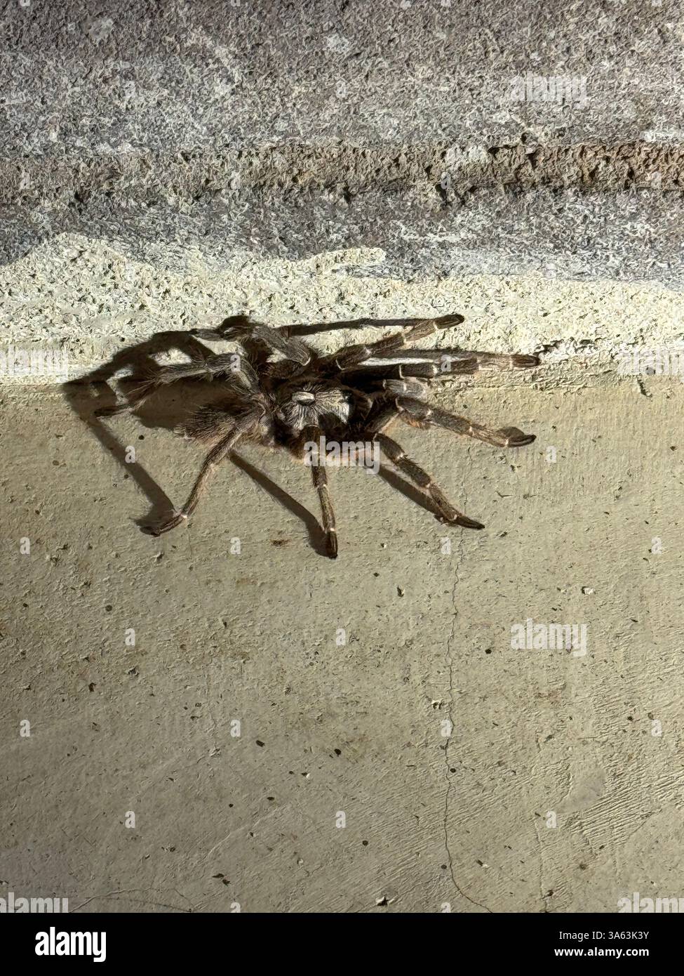 Un ragno babbuino fuori casa di notte Foto Stock