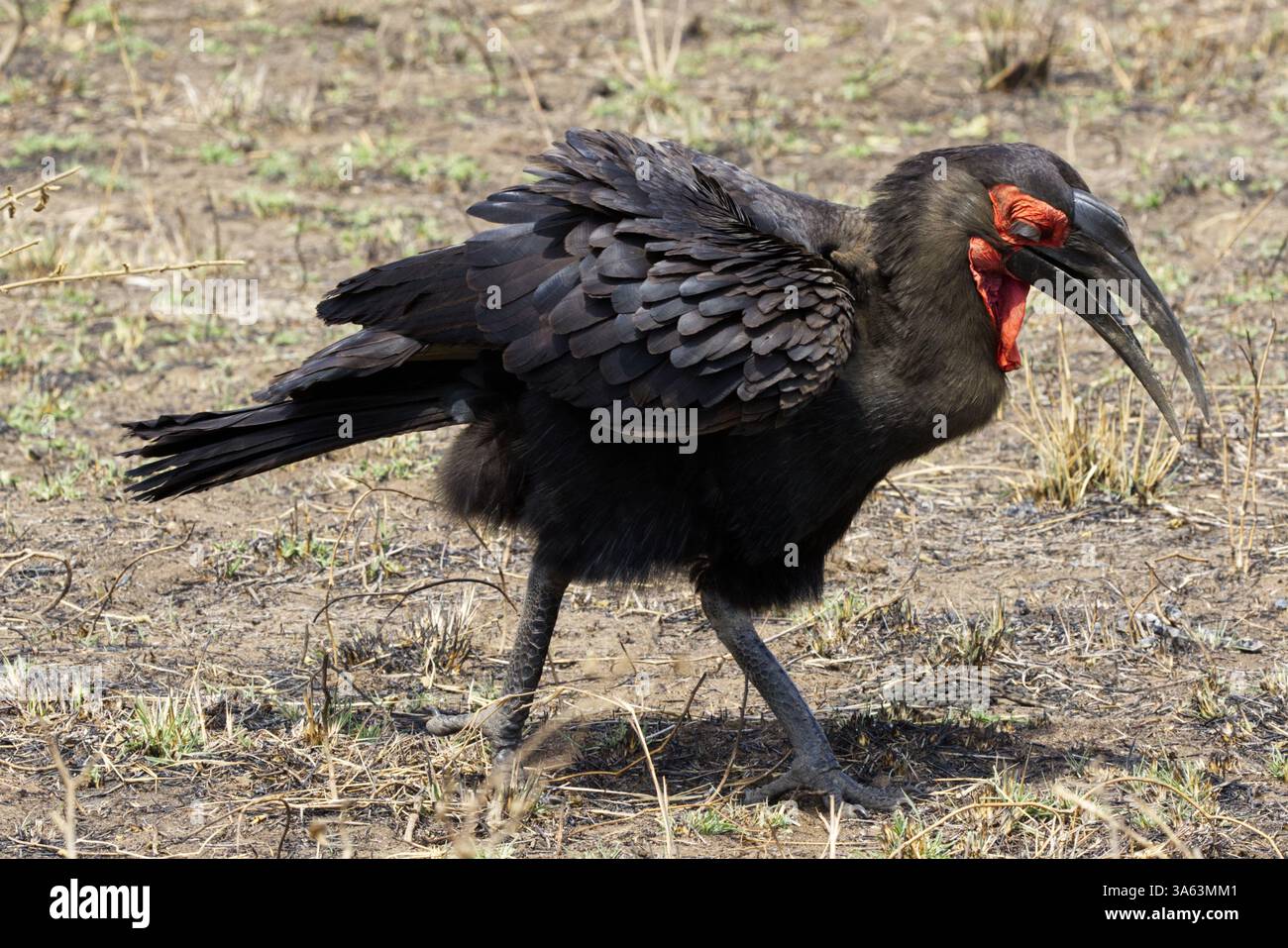 Un Hornbill (Bucorvus leadbeateri - ex Bucorvus cafer) maschile del Sud che cerca cibo nel Parco Nazionale del Serengeti, Tanzania, Africa Foto Stock