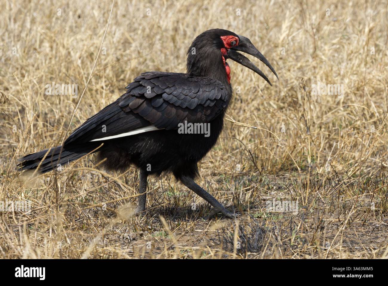 Un Hornbill (Bucorvus leadbeateri - ex Bucorvus cafer) maschile del Sud che cerca cibo nel Parco Nazionale del Serengeti, Tanzania, Africa Foto Stock