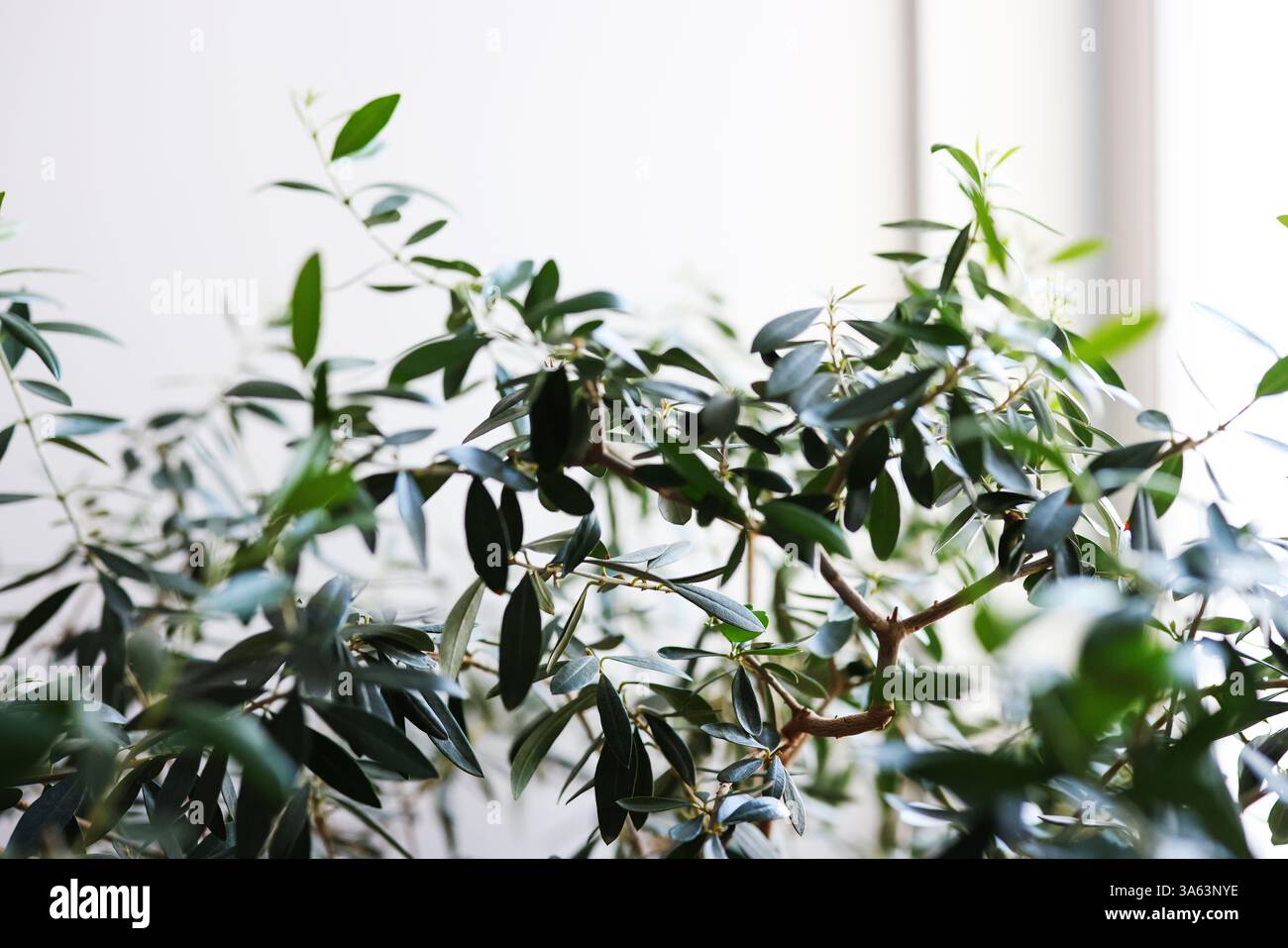 Ramo verde di olivo con olive sopra. Foto Stock