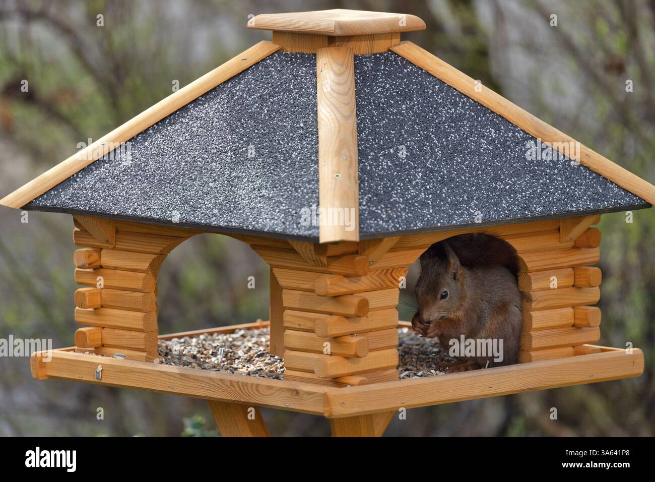 Scoiattolo rosso eurasiatico (Sciurus vulgaris), seduto nella casa degli uccelli e mangiando cibo per uccelli, Stoccarda, Baden-Wuerttemberg, Germania, Europa Foto Stock