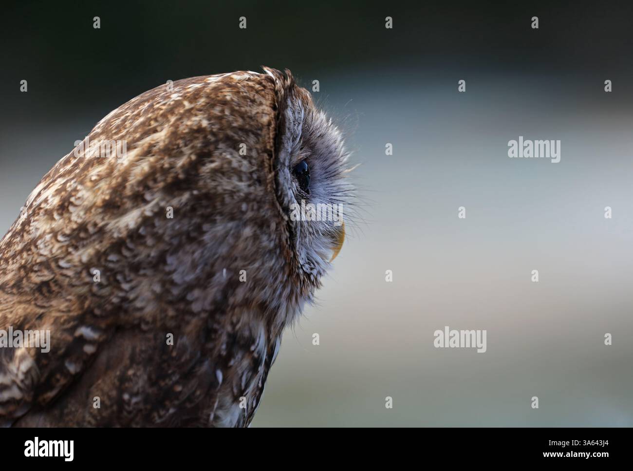 Ritratto di Tawny Owl - Brown Owl, Francia Foto Stock
