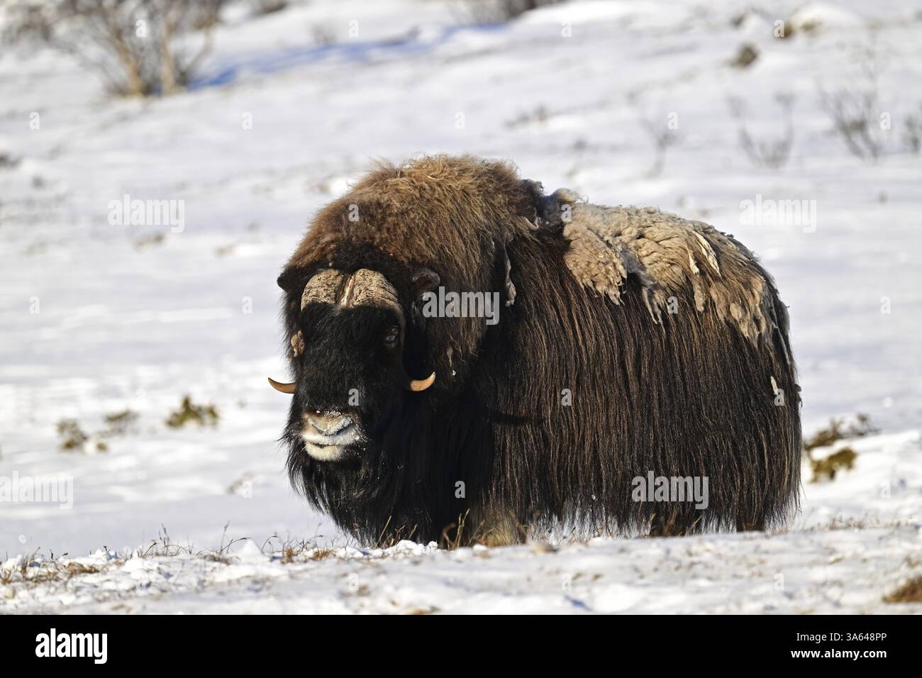 Bue muschio (Ovibos moschatus) nella neve, Dovrefjell-Sunndalsfjella Parco Nazionale, Norvegia, Europa Foto Stock
