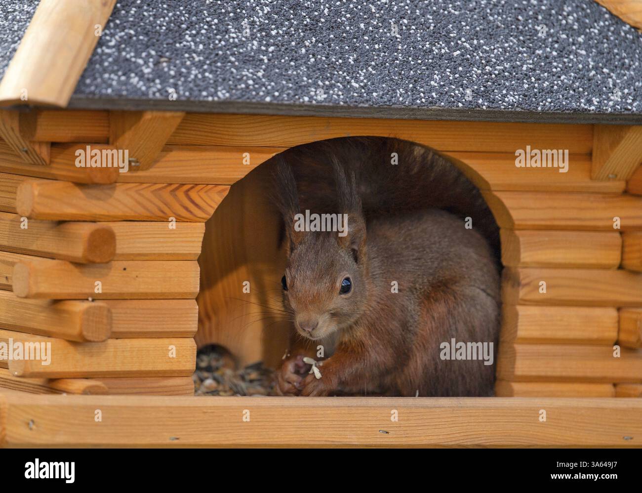 Scoiattolo rosso eurasiatico (Sciurus vulgaris), seduto nella casa degli uccelli e mangiando cibo per uccelli, Stoccarda, Baden-Wuerttemberg, Germania, Europa Foto Stock