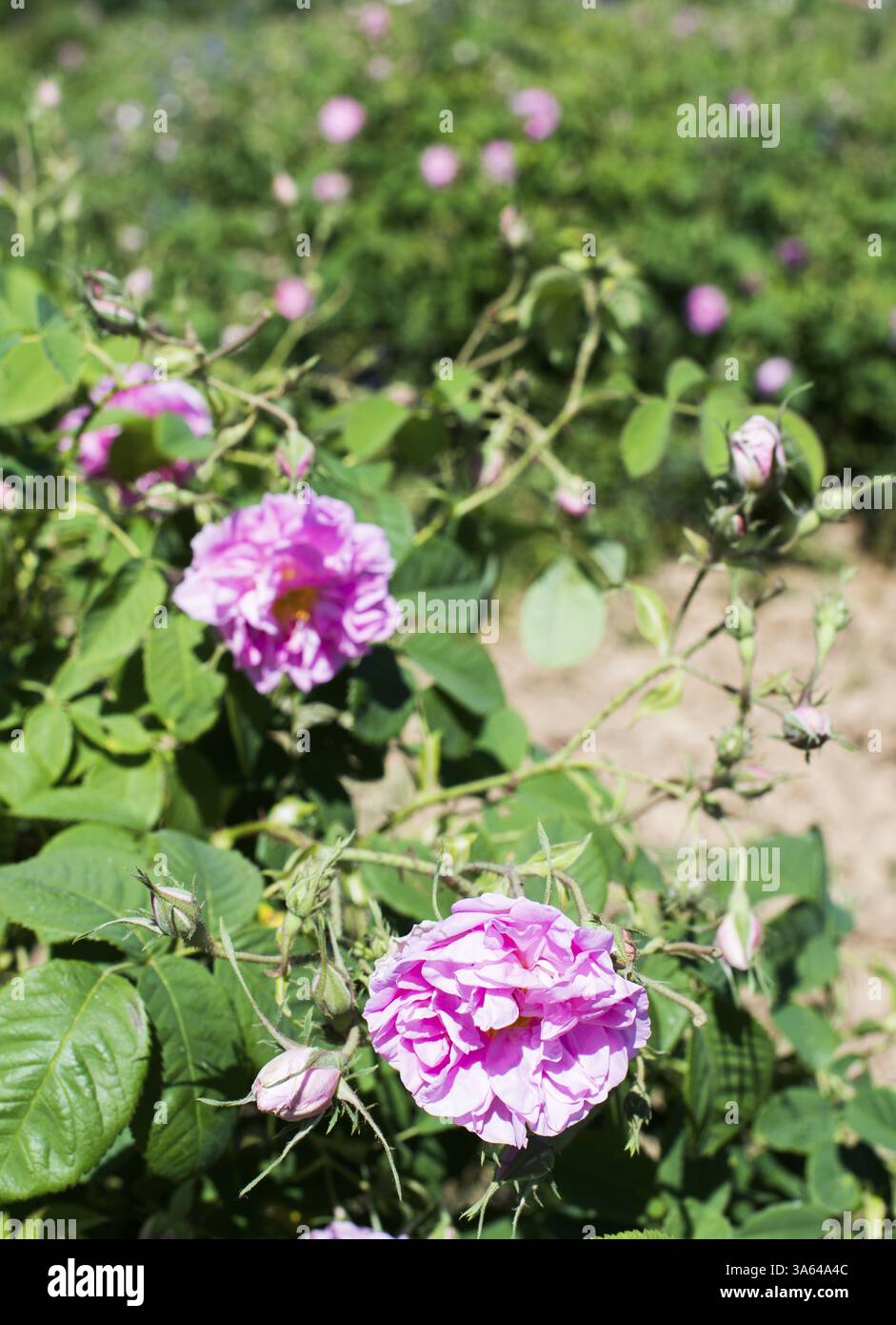 Piantagione coltiva rose. Rose utilizzate nell'industria dei profumi Foto Stock