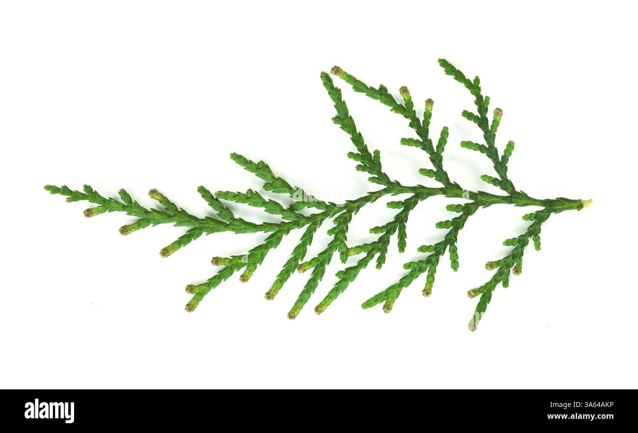 Evergreen ramo isolato bianco. Studio shot Foto Stock