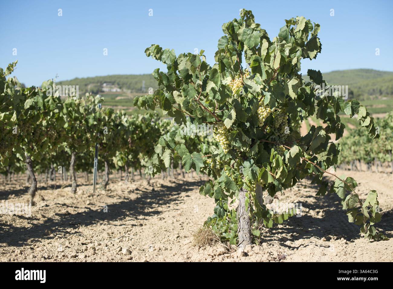 Bianco di piantagioni di uva Foto Stock