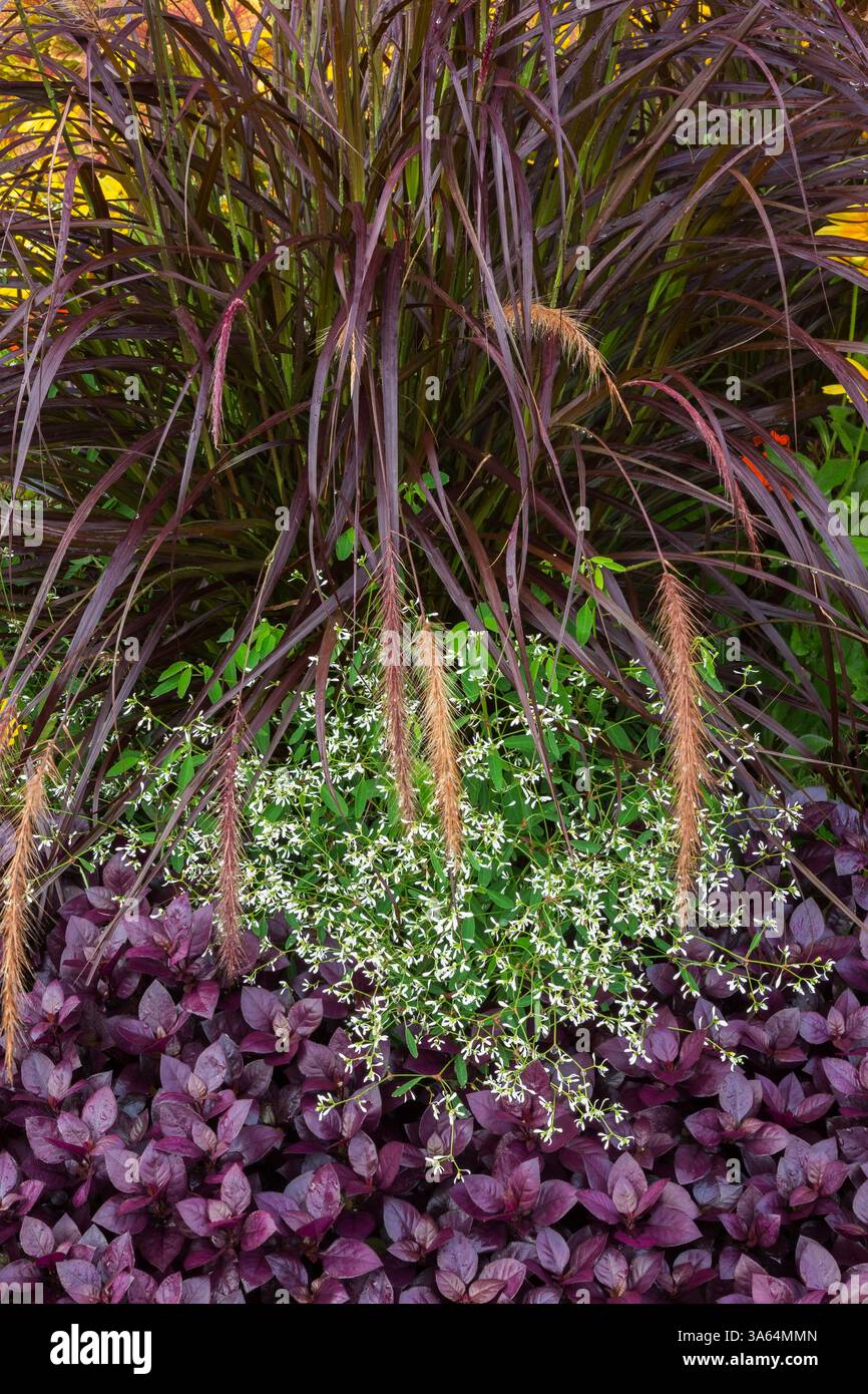 Alternanthera dentata 'Purple Knight' - Mantello di Giuseppe, Euphorbia - Spurcio, Pennisetum purpureum - Piante di erba ornamentale in bordura mista in estate. Foto Stock