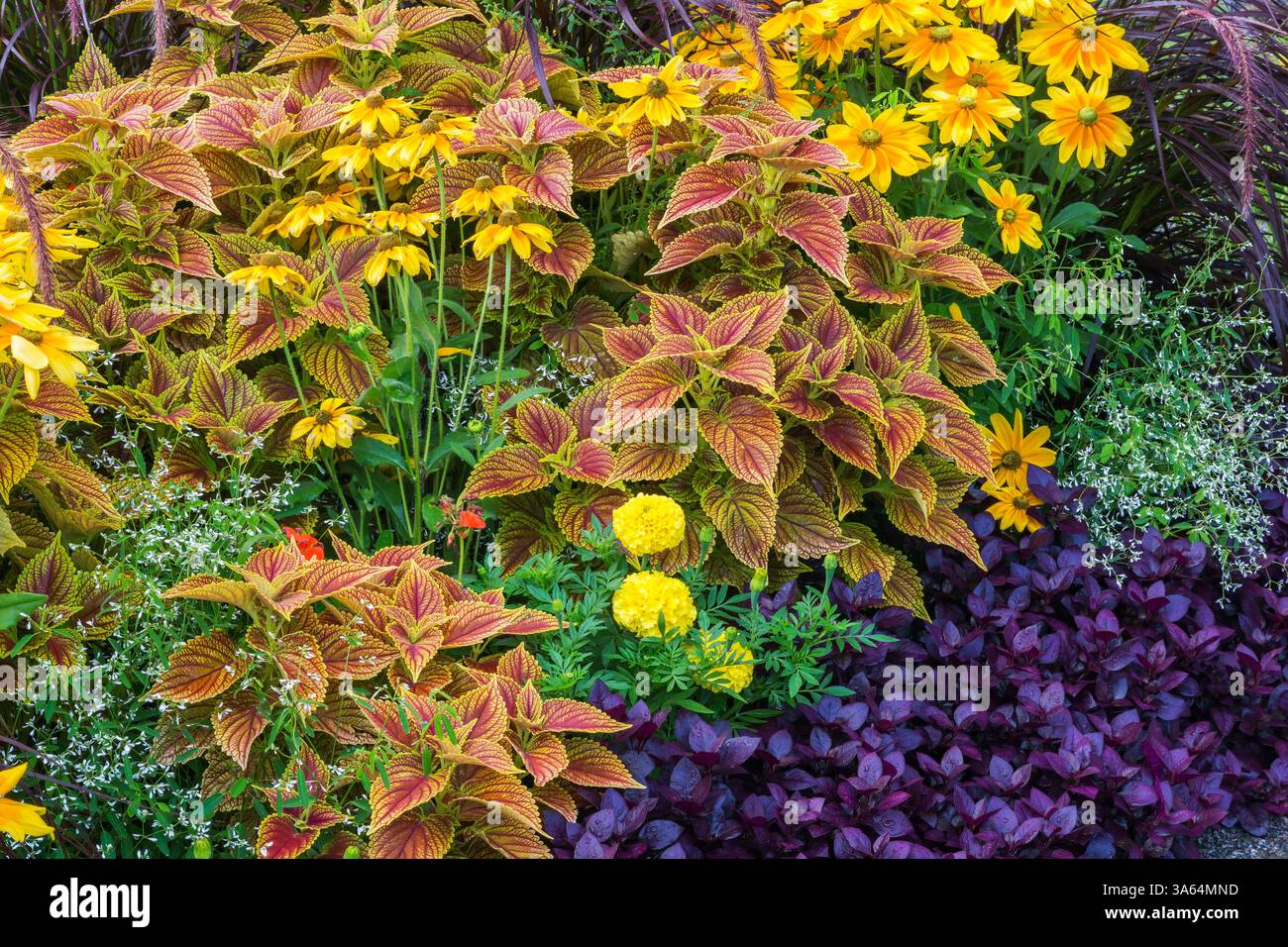 Alternanthera dentata 'Purple Knight' - Joseph's Coat, Yellow Rudbeckia hirta, Solenostemon - Coleus, Yellow Dahlia, Euphorbia - Spurga in Border. Foto Stock