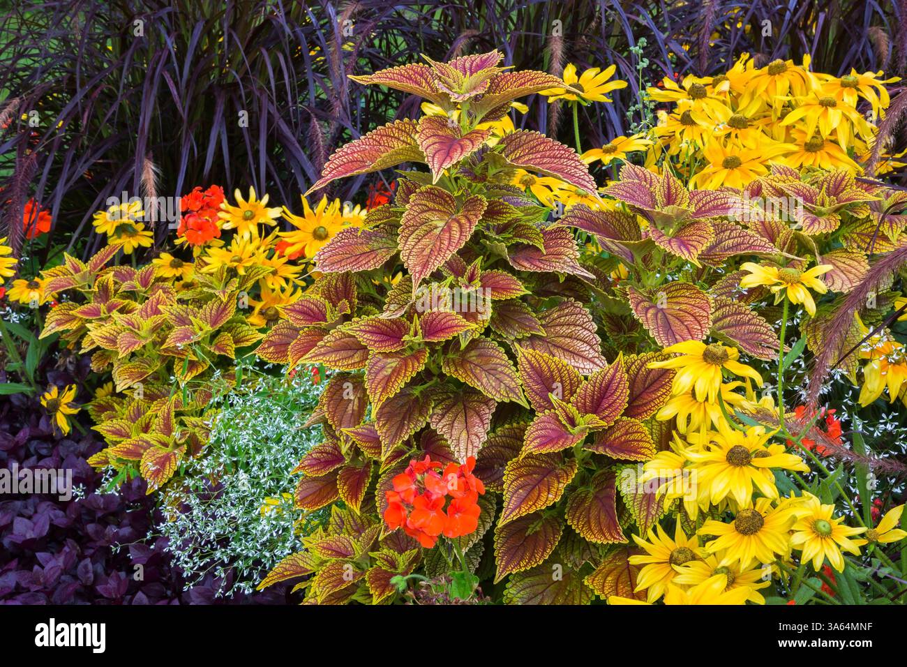 Solenostemon - Coleus, Rudbeckia hirta gialla - Coneflower, Euphorbia - Spurge, Alternanthera dentata 'Purple Knight' - Mantello di Giuseppe, Pennisetum. Foto Stock