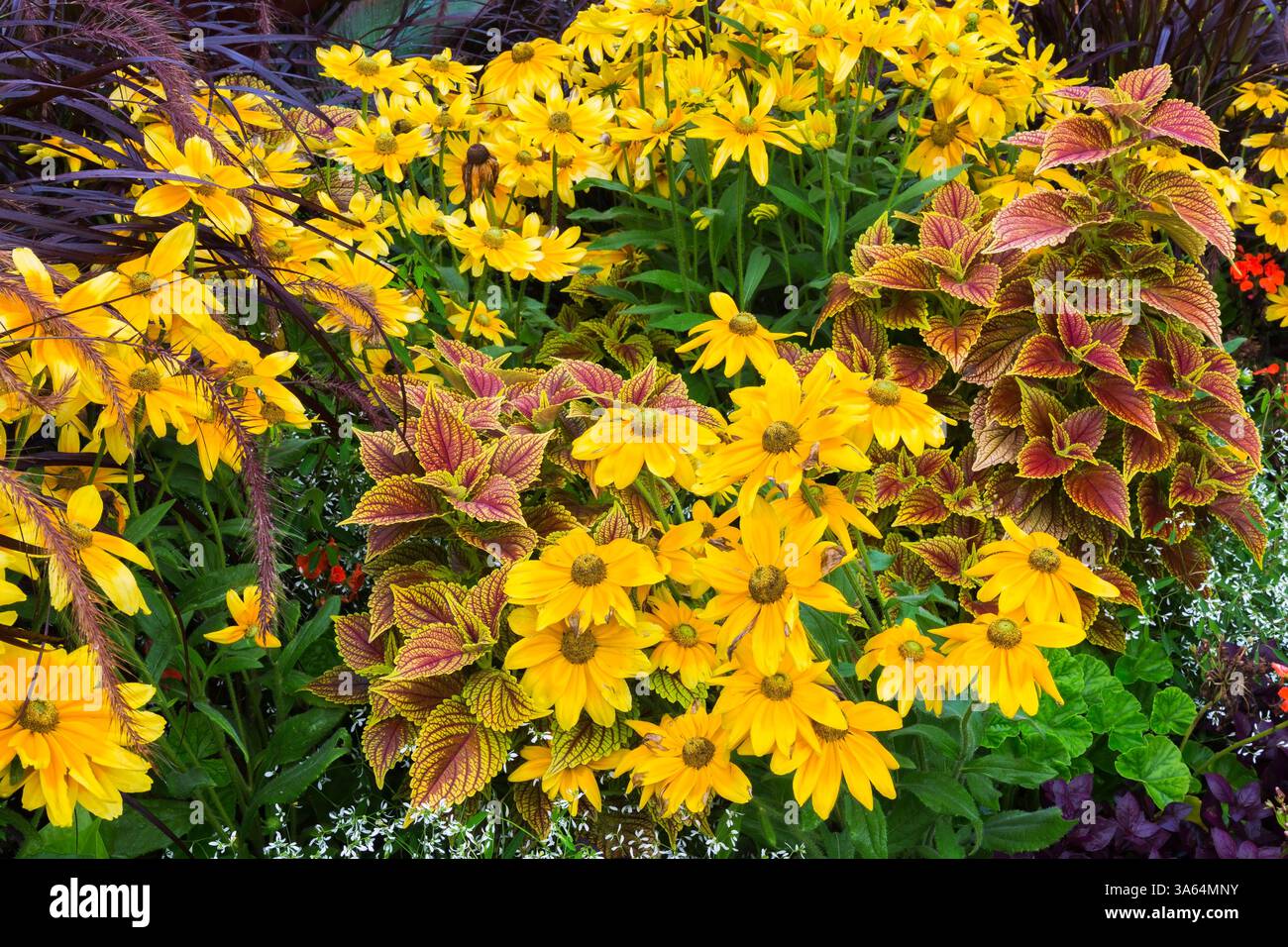 Rudbeckia hirta gialla, Solenostemon - Coleus, Euphorbia - Euforbia, Pennisetum purpureum - Erba ornamentale in piena fioritura in una bordura mista in estate. Foto Stock