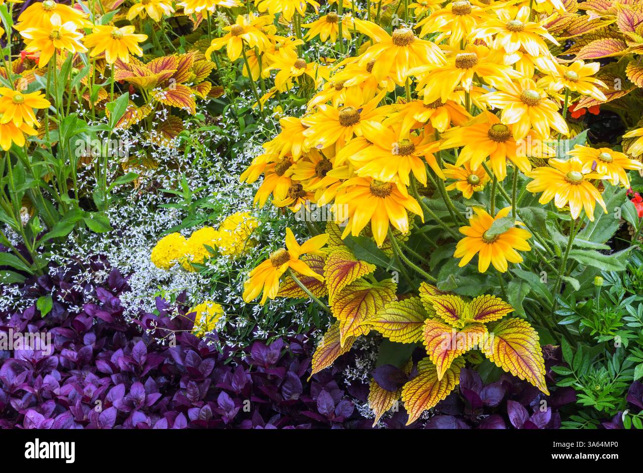 Rudbeckia hirta gialla, Euphorbia - Spurge bianca, Alternanthera dentata 'Purple Knight' e Solenostemon - Coleus in bordura mista in estate. Foto Stock