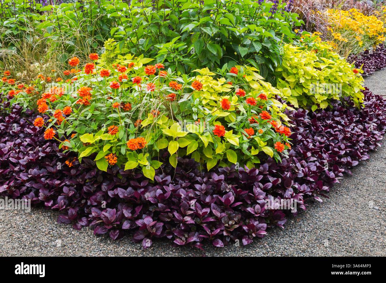 Alternanthera dentata 'Purple Knight' - Mantello di Giuseppe, Zinnia arancione, Solenostemon verde lime - Piante Coleus in bordura mista in estate. Foto Stock