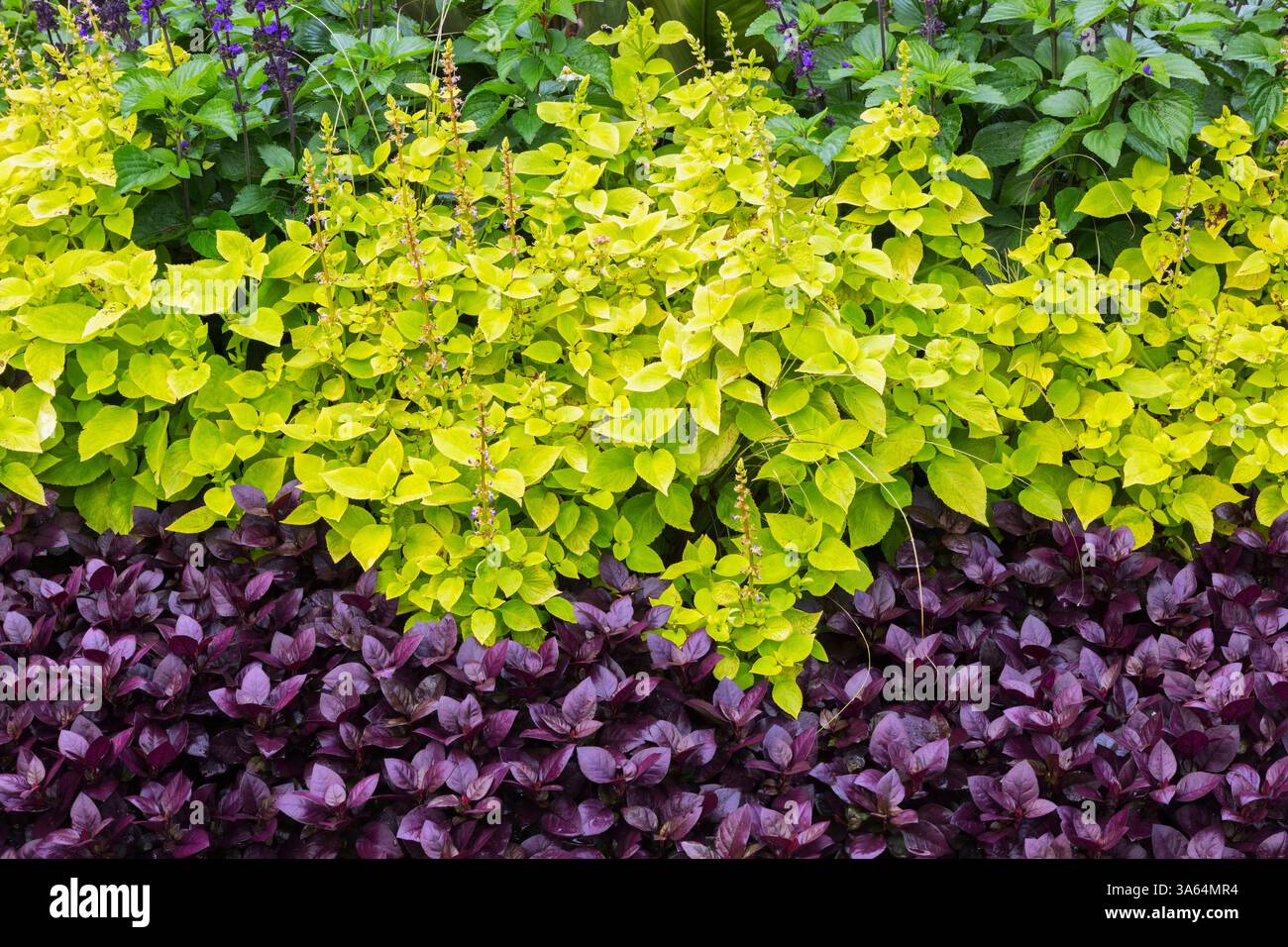 Alternanthera dentata 'Purple Knight' - Mantello di Giuseppe e Solenostemon verde lime - Coleus in bordura mista in estate. Foto Stock