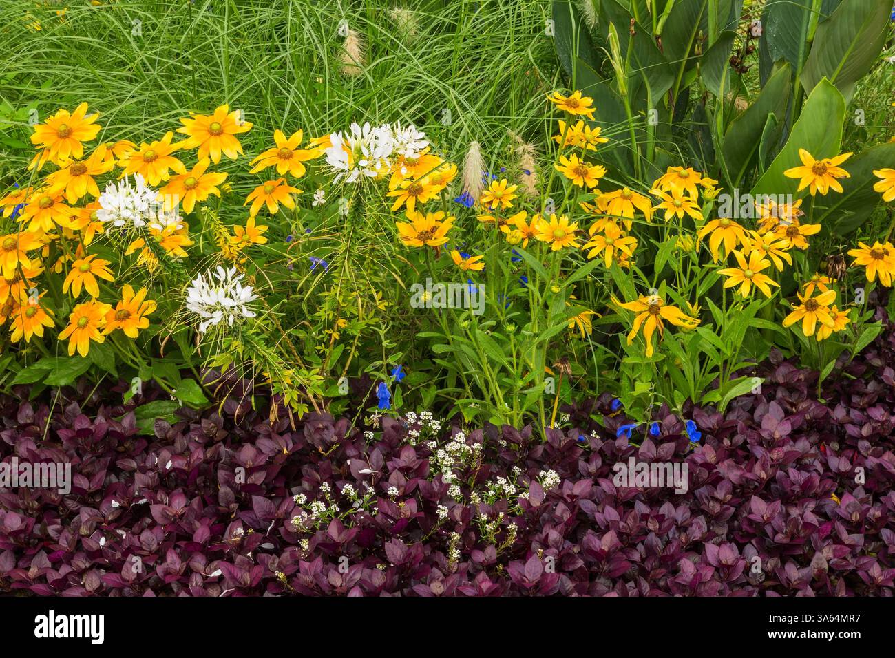 Alternanthera dentata 'Purple Knight' - Mantello di Giuseppe, Rudbeckia hirta gialla 'Irish Eyes' - Coneflowers, Cleome bianco - Fiore di ragno, Lobularia. Foto Stock