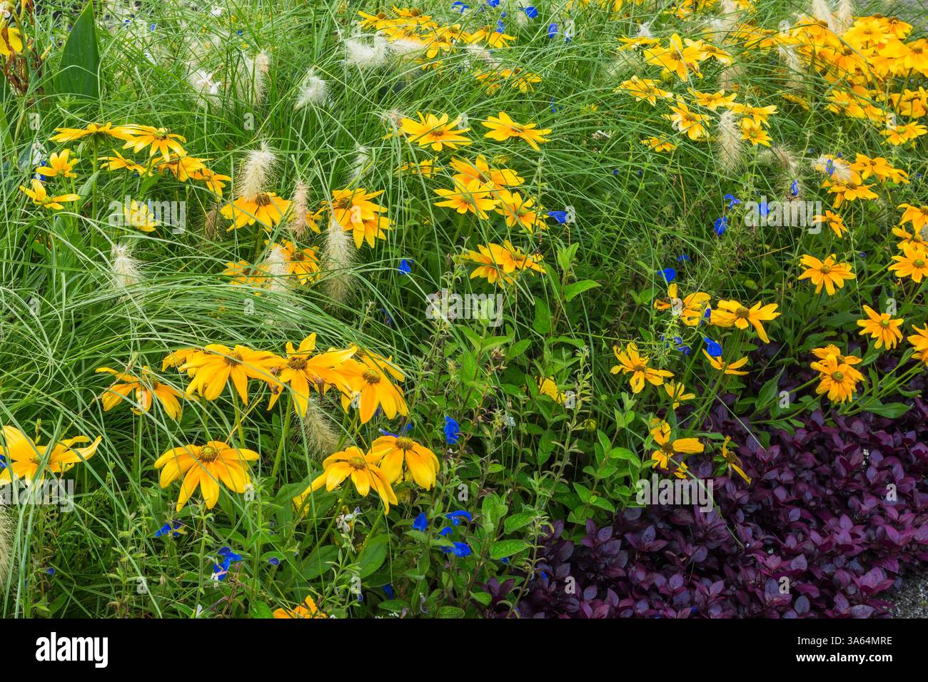 Alternanthera dentata 'Purple Knight' - Mantello di Giuseppe, Rudbeckia hirta gialla e graminacee ornamentali in un bordo misto in estate. Foto Stock