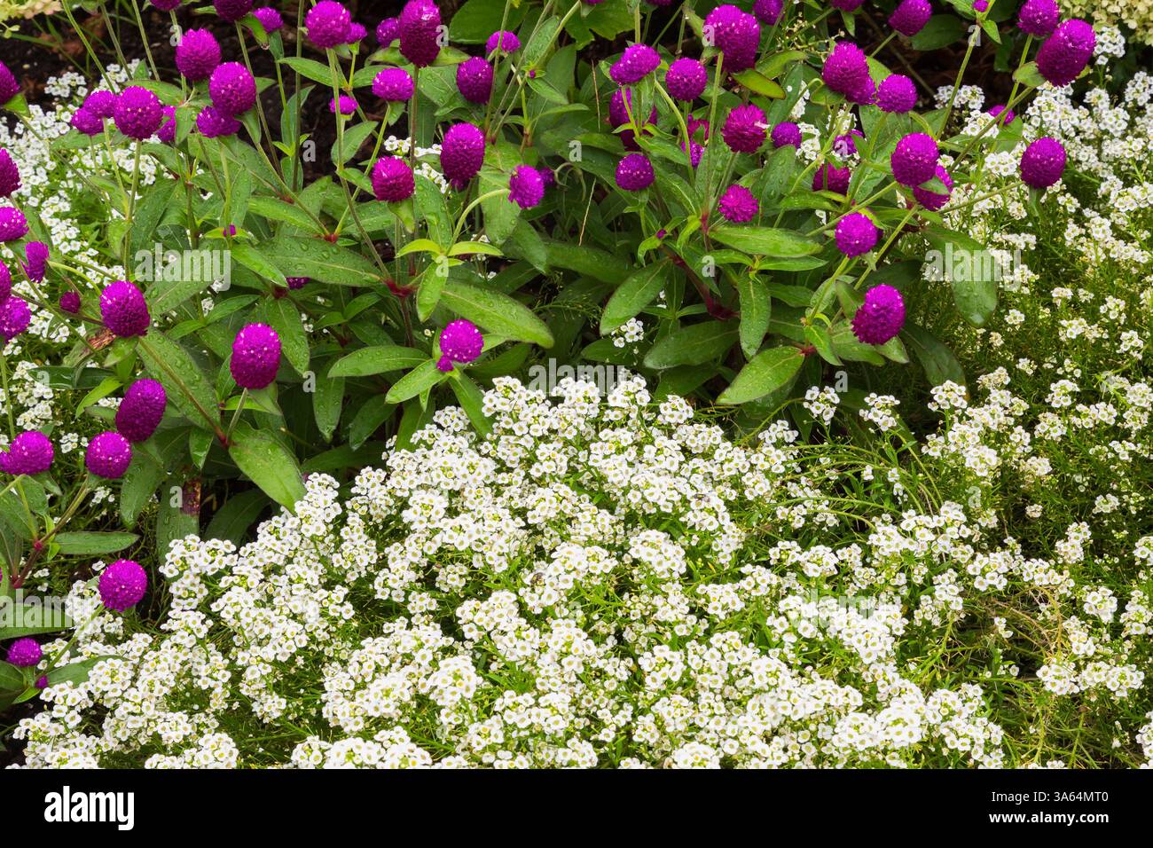 Alyssum bianco e Gomphrena globosa - Fiori di Amaranto globo in bordura in estate. Foto Stock