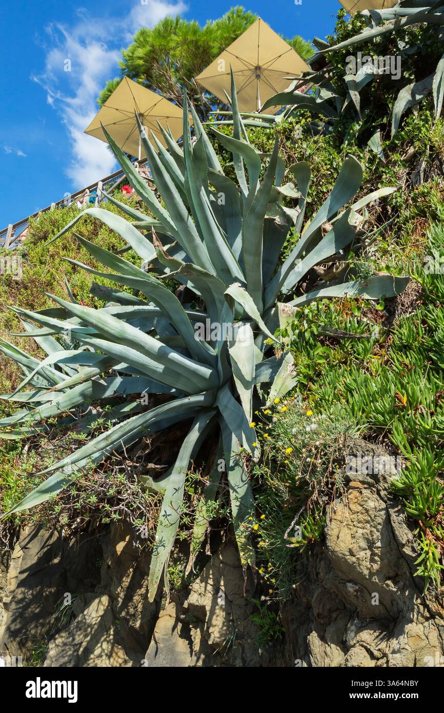 Grande pianta grassa di Agave che cresce al sole sul fianco di una scogliera rocciosa a fine estate, villaggio di Manarola, provincia di la Spezia, Italia. Foto Stock