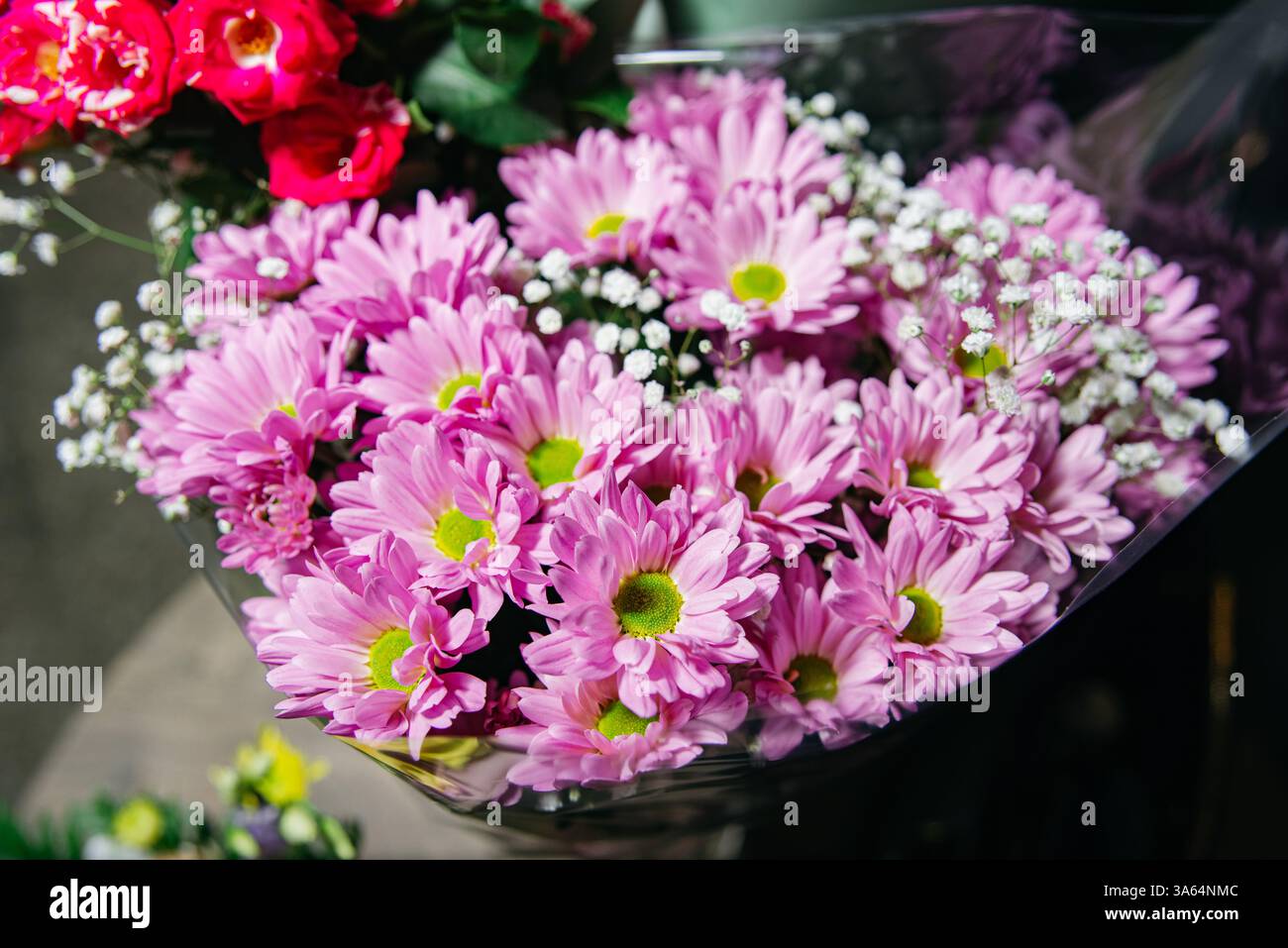 Fresco bouquet di crisantemi rosa chiaro con centri verdi, accentuato dal delicato respiro bianco del bambino, avvolto in pellicola trasparente. Foto Stock