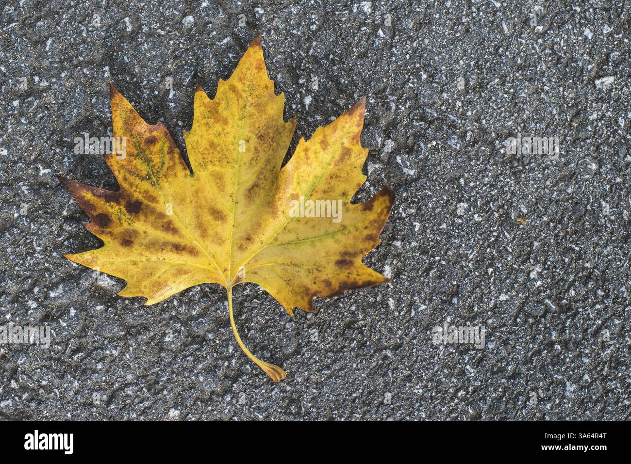 Foglie di autunno sul marciapiede. Sfondo scuro Foto Stock